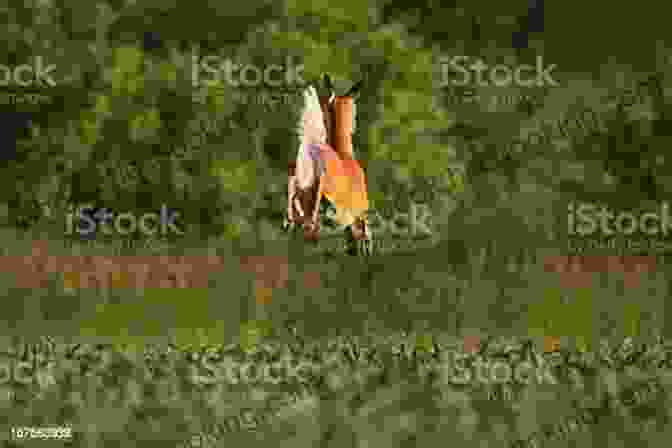 A Deer Leaps Through A Field, Symbolizing The Freedom And Joy Of Childhood Play Swift Deer S Spirit Game
