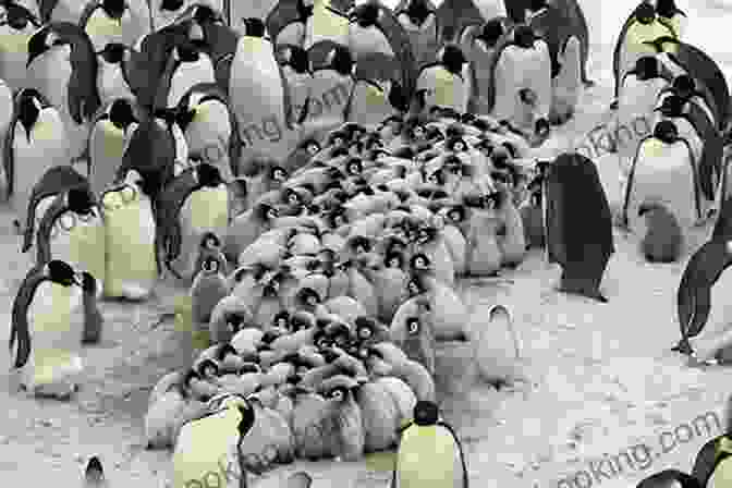 A Group Of Penguins Huddle Together On An Ice Floe. My Favorite Places: : Antarctica Kimiko Kitani