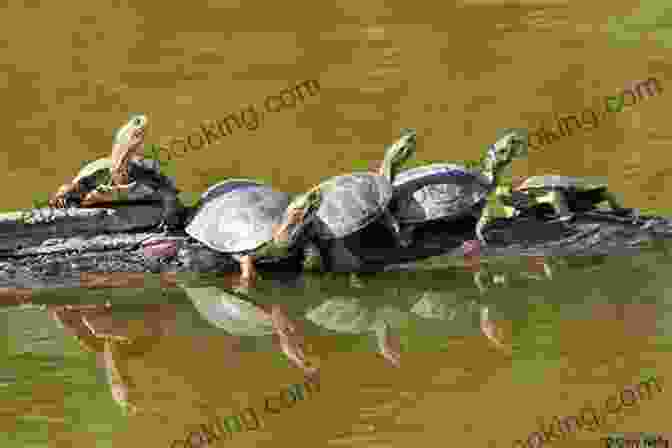 A Group Of Turtles Basking In The Sun On A Rock Turtles In The Sun (Let S Look At Weather (Pull Ahead Readers Fiction))