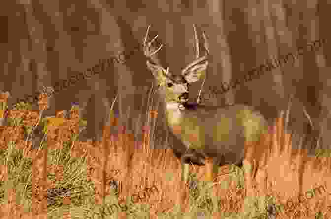 A Large Mule Deer Buck Standing In A Field Hunting Big Mule Deer: How To Take The Best Buck Of Your Life
