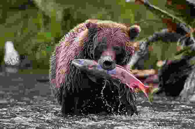A Majestic Grizzly Bear Fishing For Salmon In A Clear River Dominion Of Bears: Living With Wildlife In Alaska