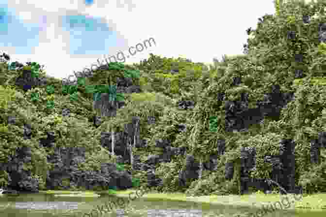 A Panoramic View Of Panama's Verdant Rainforest, With Lush Vegetation And Cascading Waterfalls Panama Odyssey William J Jorden