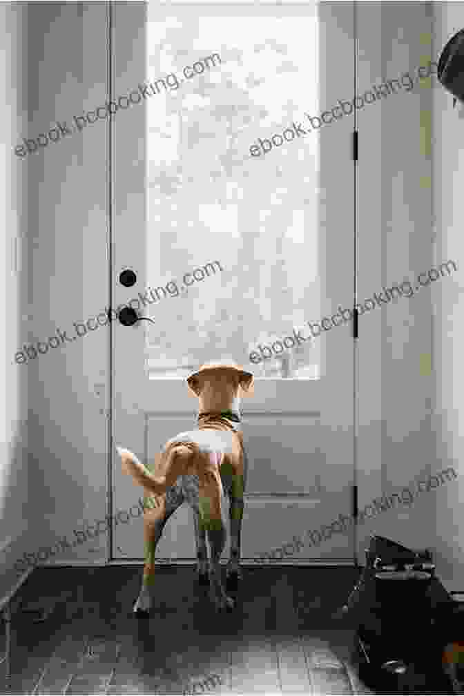 A Photo Of A Dog Looking Out Of A Window With A View Of The White House In The Background From The Dog Shelter To The White House: (Italian English Edition) (Italian Edition)