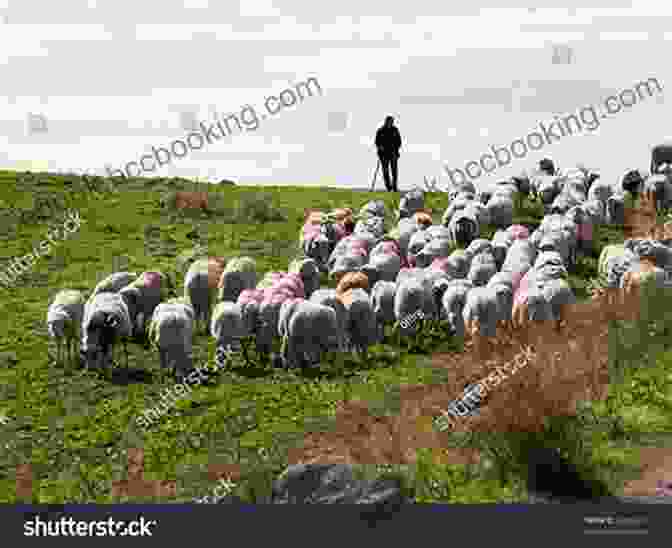 A Swedish Shepherd Tending To His Flock In A Verdant Pasture Counting Sheep: Reflections And Observations Of A Swedish Shepherd
