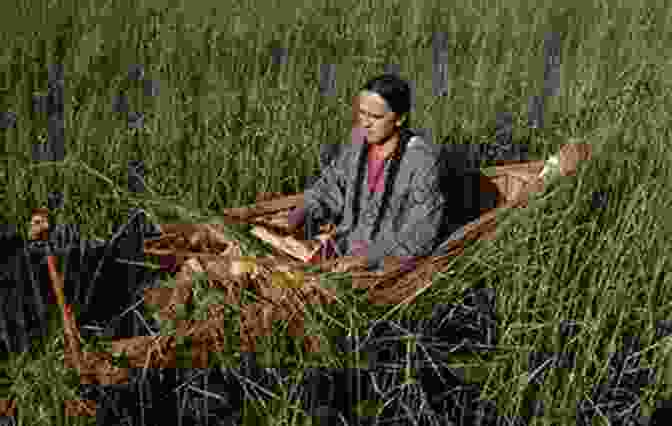 Anishinaabe People Engaged In Traditional Practices Such As Wild Rice Harvesting And Birchbark Canoe Making The Ojibwe: The Past And Present Of The Anishinaabe (American Indian Life)