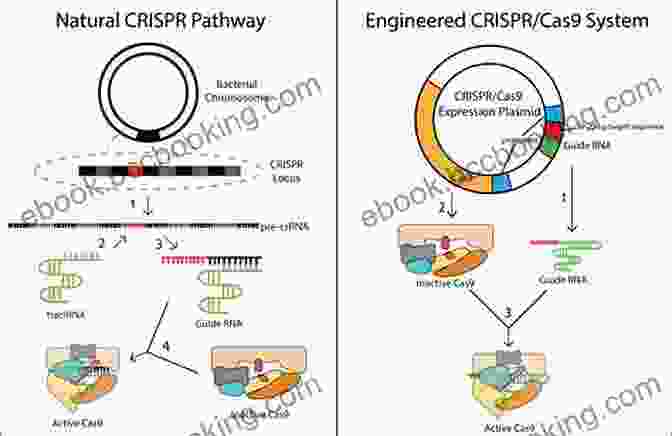CRISPR Cas9 Gene Editing Technology A Machine To Make A Future: Biotech Chronicles
