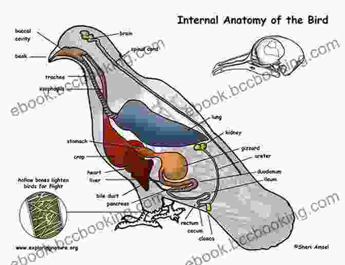 Detailed Diagram Of Bird Anatomy, Highlighting Key Features The Unfeathered Bird Nola Nolen Holland