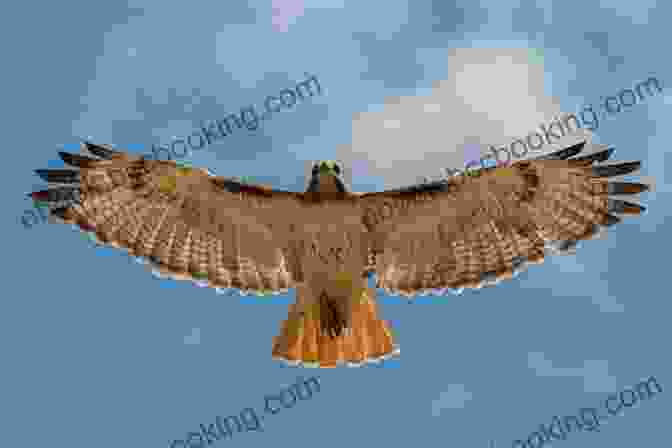 Hawk Soaring Through The Sky With Wings Outstretched. The Hawk S Way: Encounters With Fierce Beauty