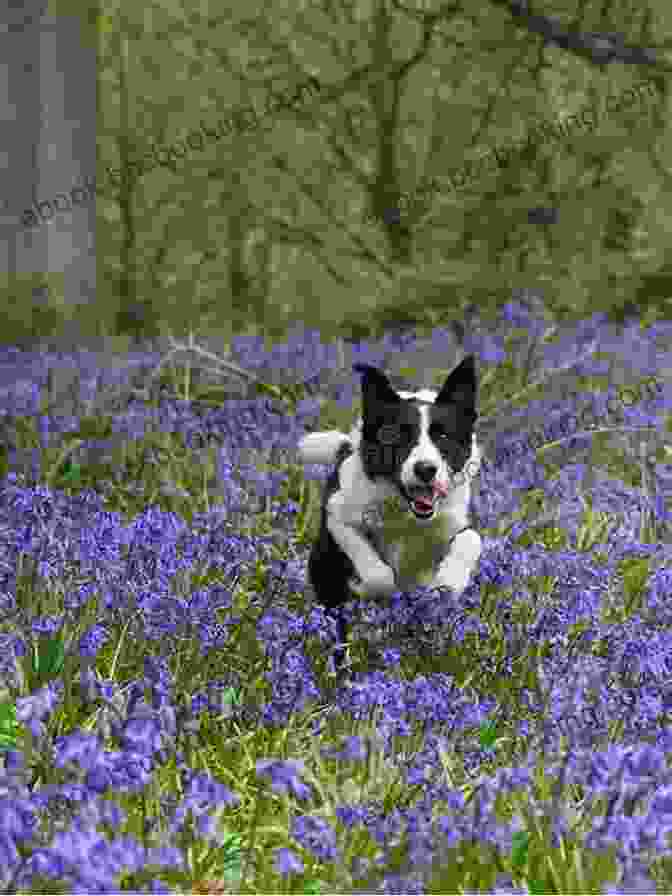 Ollie The Easter Dog Running Through A Field Of Flowers Ollie The Easter Dog