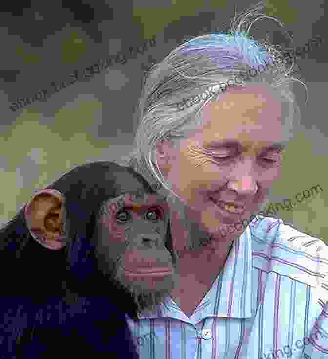 Photo Of Jane Goodall Observing Chimpanzees In Gombe Jane Goodall (My Early Library: My Itty Bitty Bio)