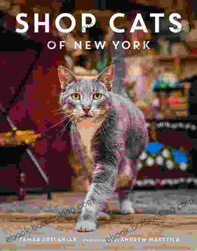 Shop Cats Of New York Book Cover With Cute Cats In Store Windows Shop Cats Of New York