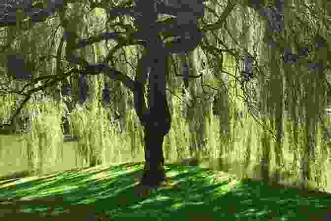 The Blanket Tree, A Large Willow Tree, In A Forest The Storm Tree (The Blanket Tree Books)