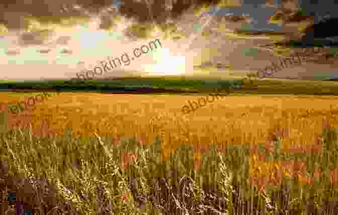 The Ear Of Wheat Cover, Depicting A Field Of Wheat Against A Serene Sunset The Ear Of Wheat
